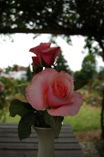 Mme. Rosalia